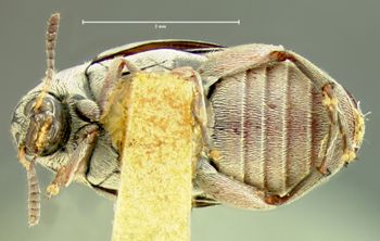 Media type: image;   Entomology 8208 Aspect: habitus ventral view